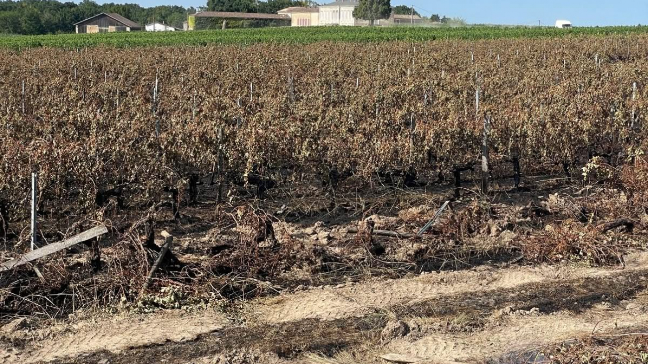 Parcelle du Château Mayne-Vieil après le départ de feu du 22 juillet