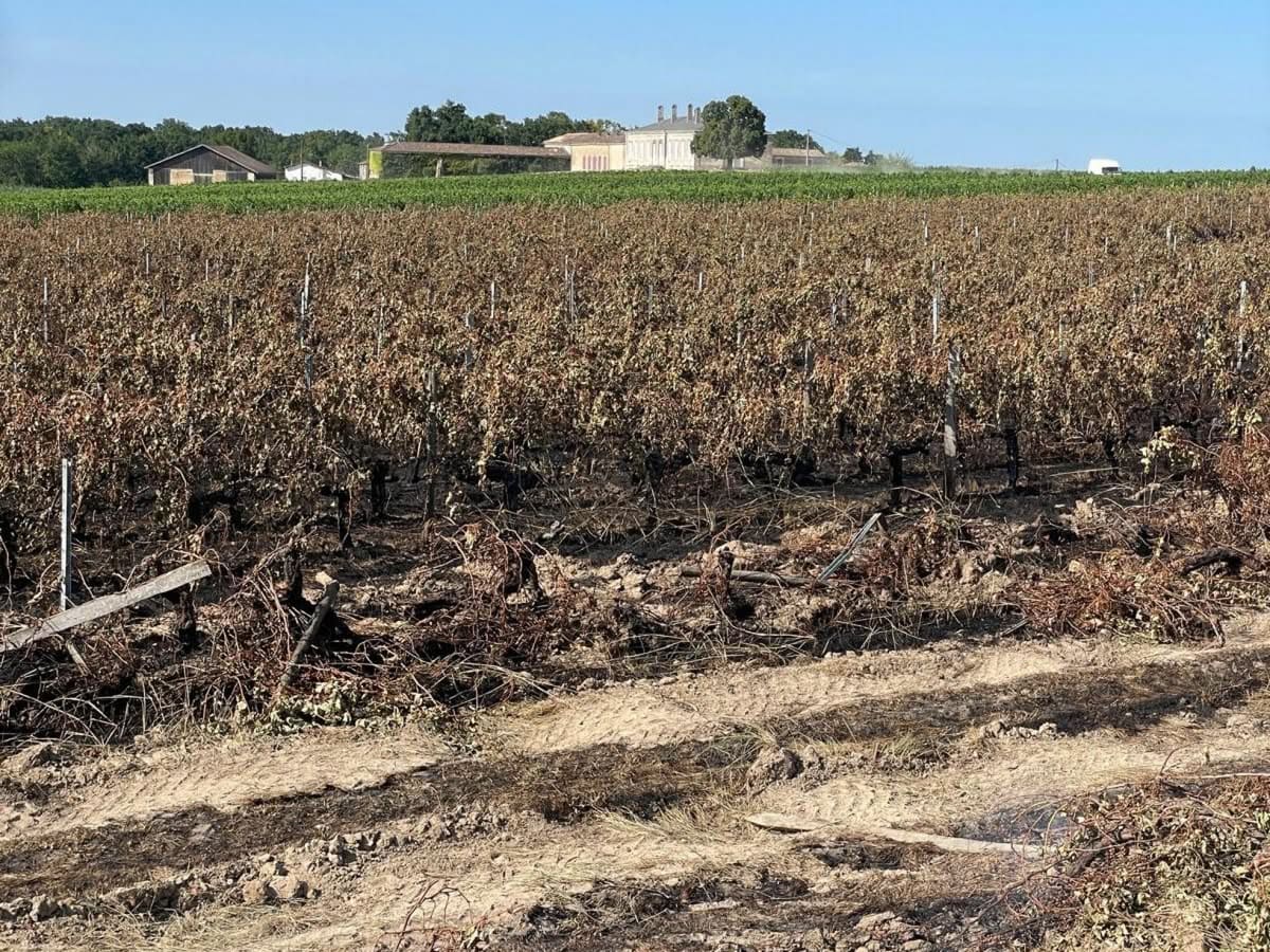 Parcelle du Château Mayne-Vieil après le départ de feu du 22 juillet