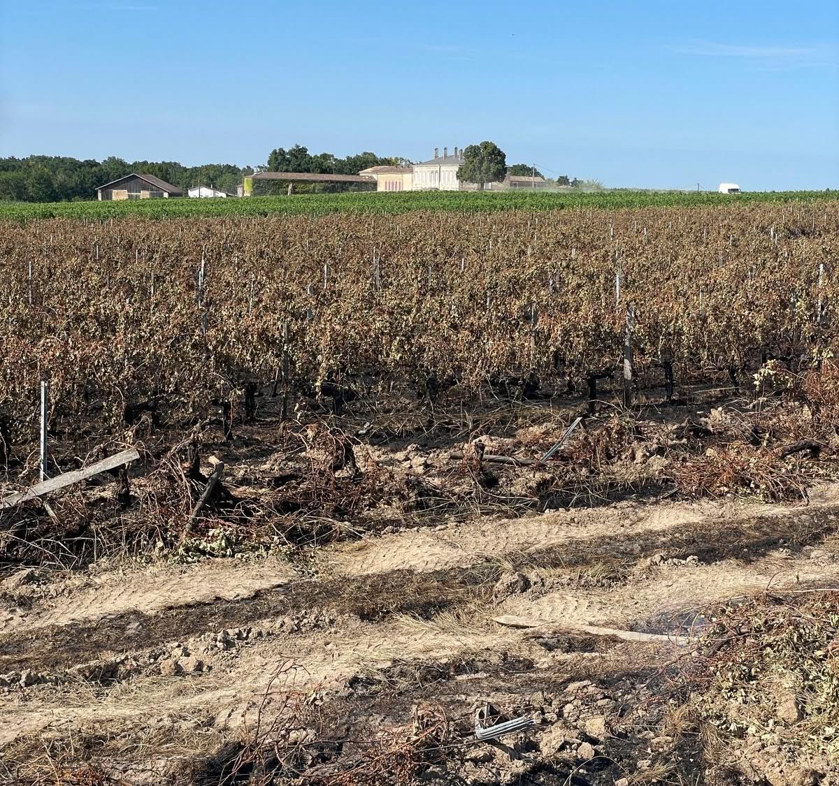 Parcelle du Château Mayne-Vieil après le départ de feu du 22 juillet