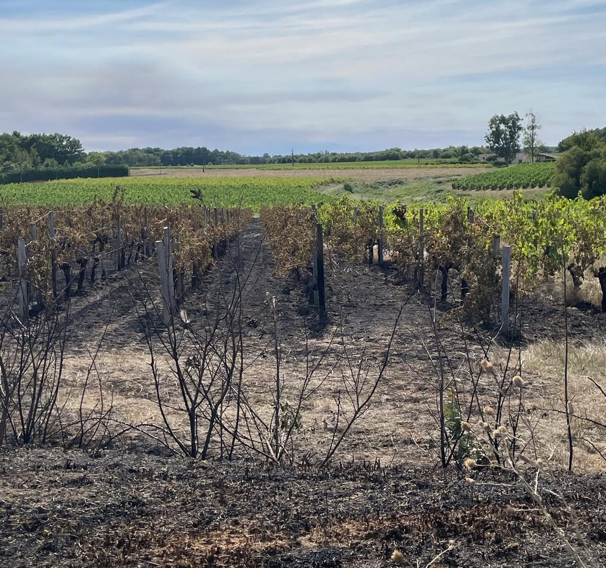 Rangs de vignes du Château Mayne-Vieil après le départ de feu maîtrisé